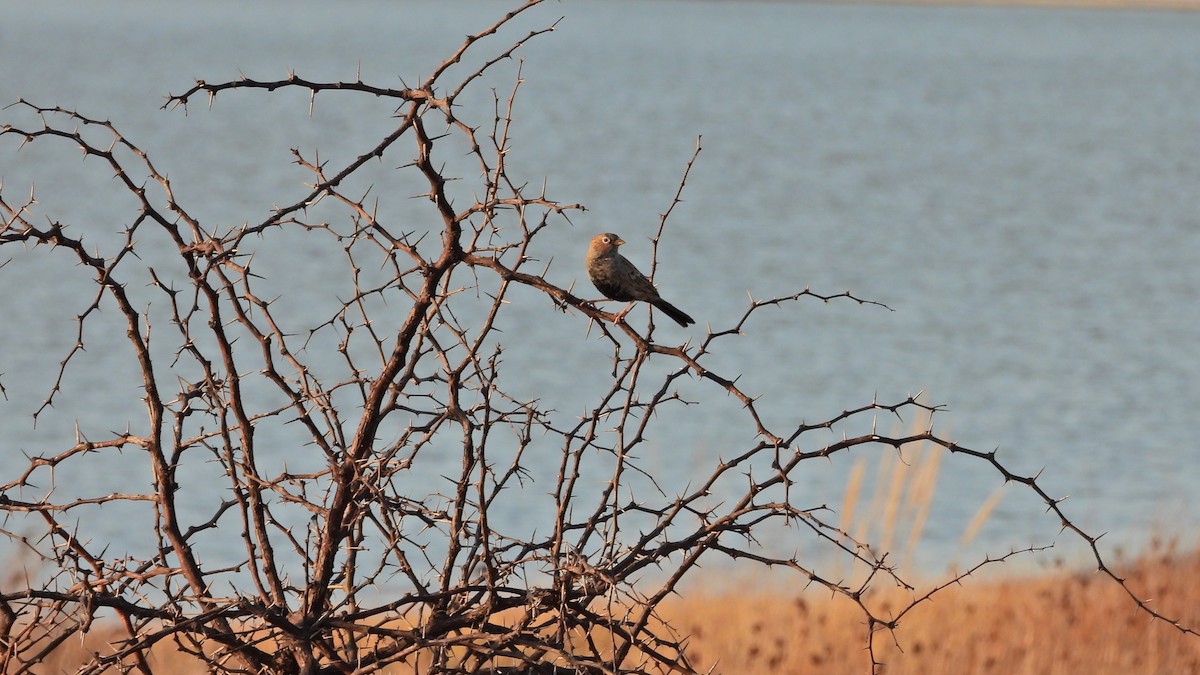 Carbonated Sierra Finch - ML623594737