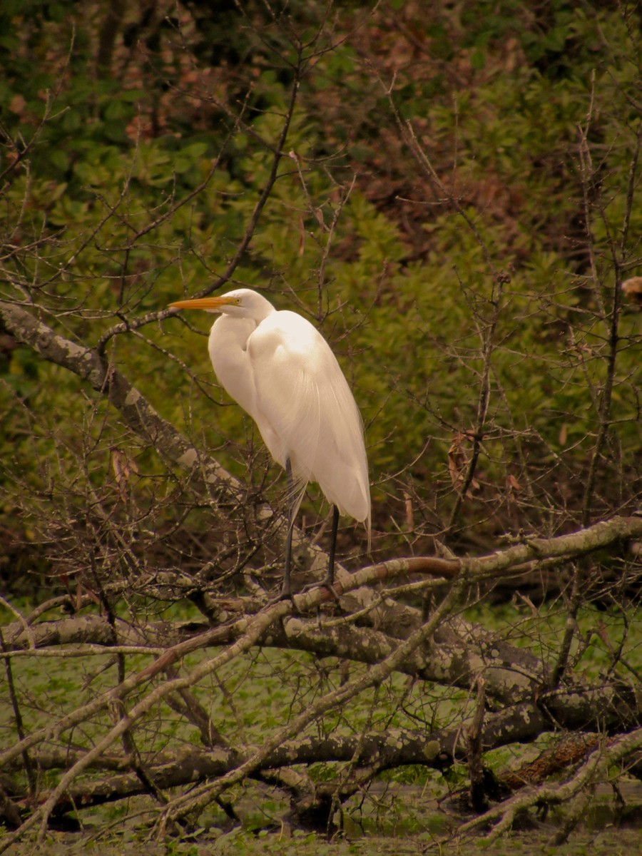 ダイサギ - ML623594748