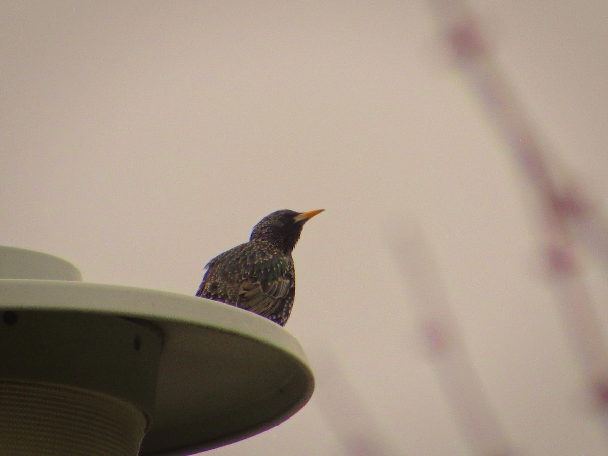 ホシムクドリ - ML623594750