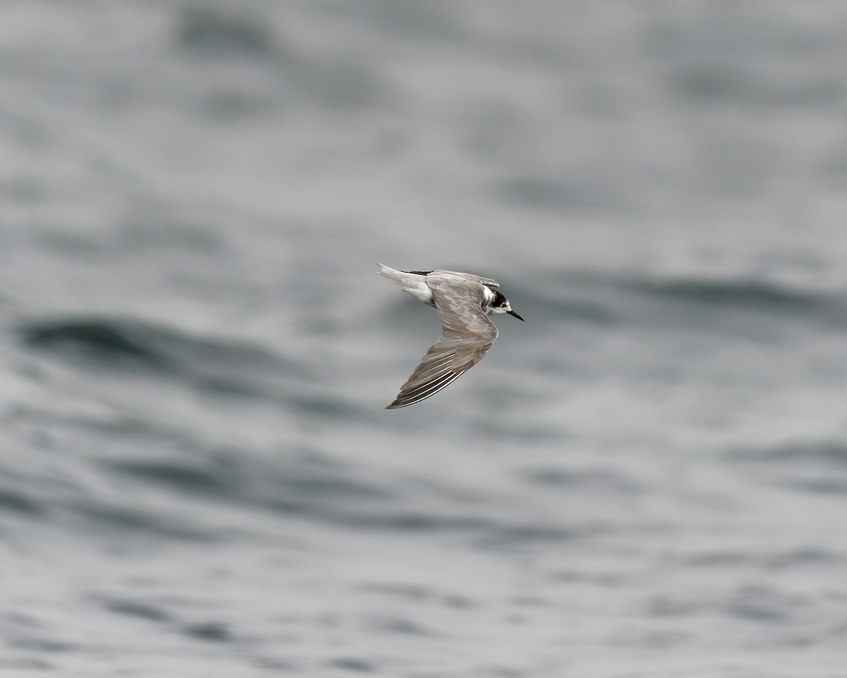 rybák černý - ML623594755