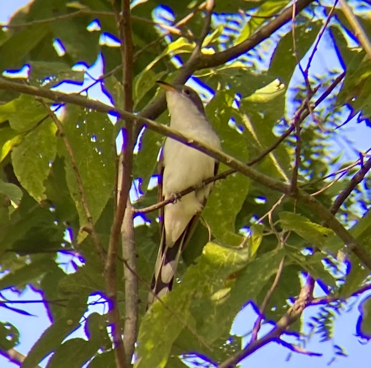 Yellow-billed Cuckoo - ML623594757