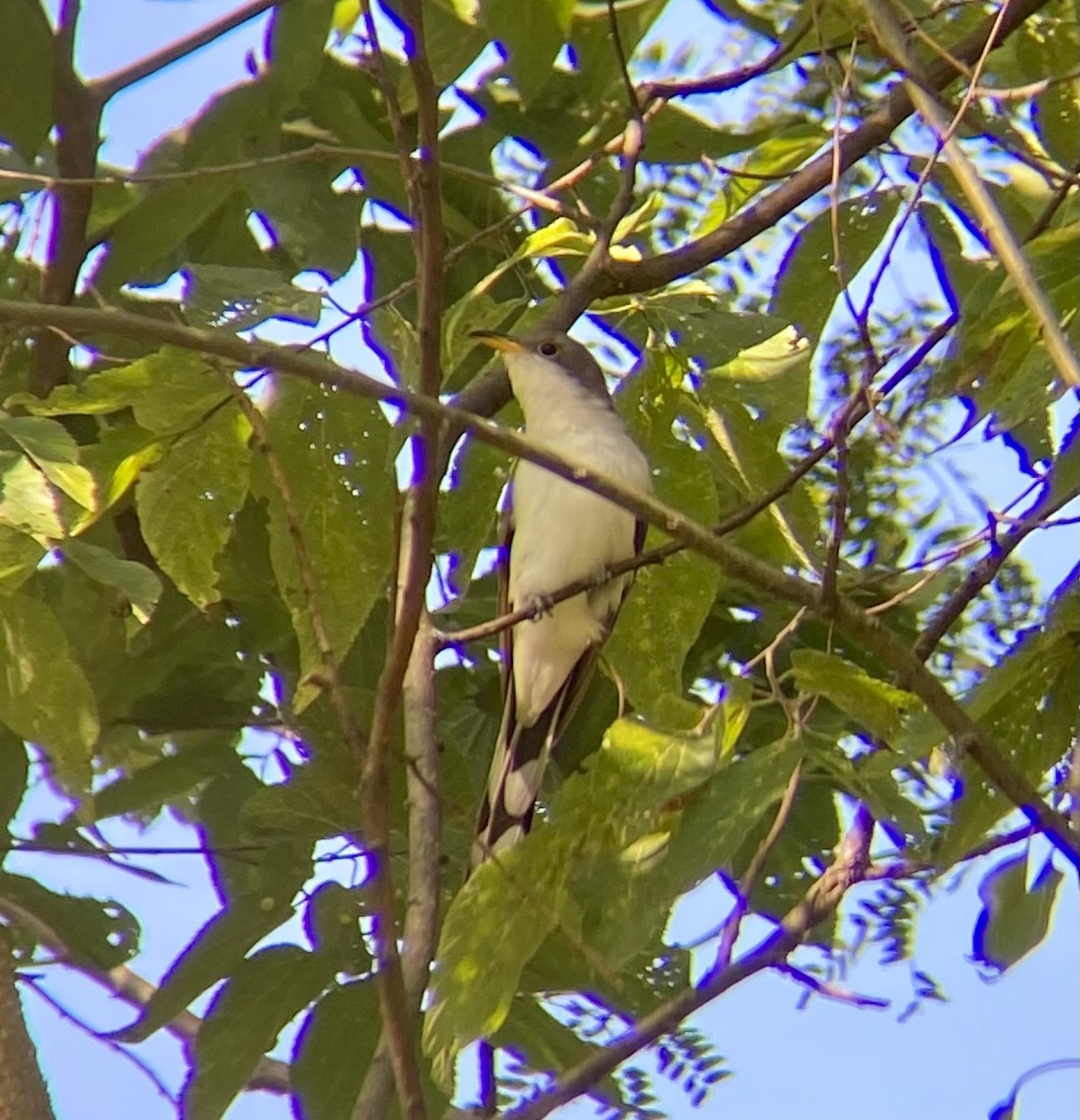 Yellow-billed Cuckoo - ML623594759