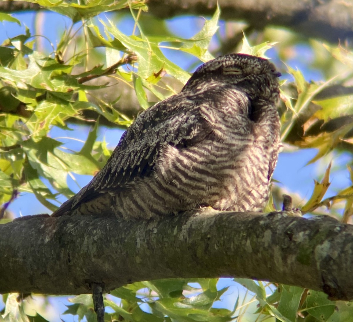 Common Nighthawk - ML623594764