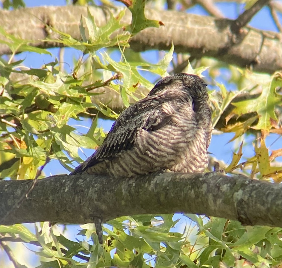 Common Nighthawk - Michael Onel