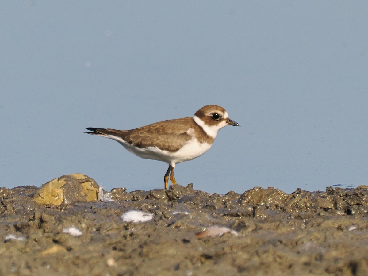 Semipalmated Plover - ML623594773