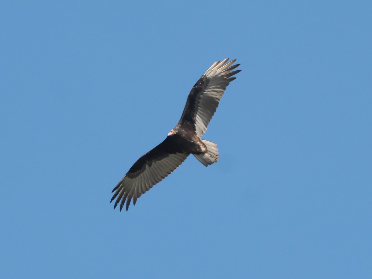 Turkey Vulture - ML623594864