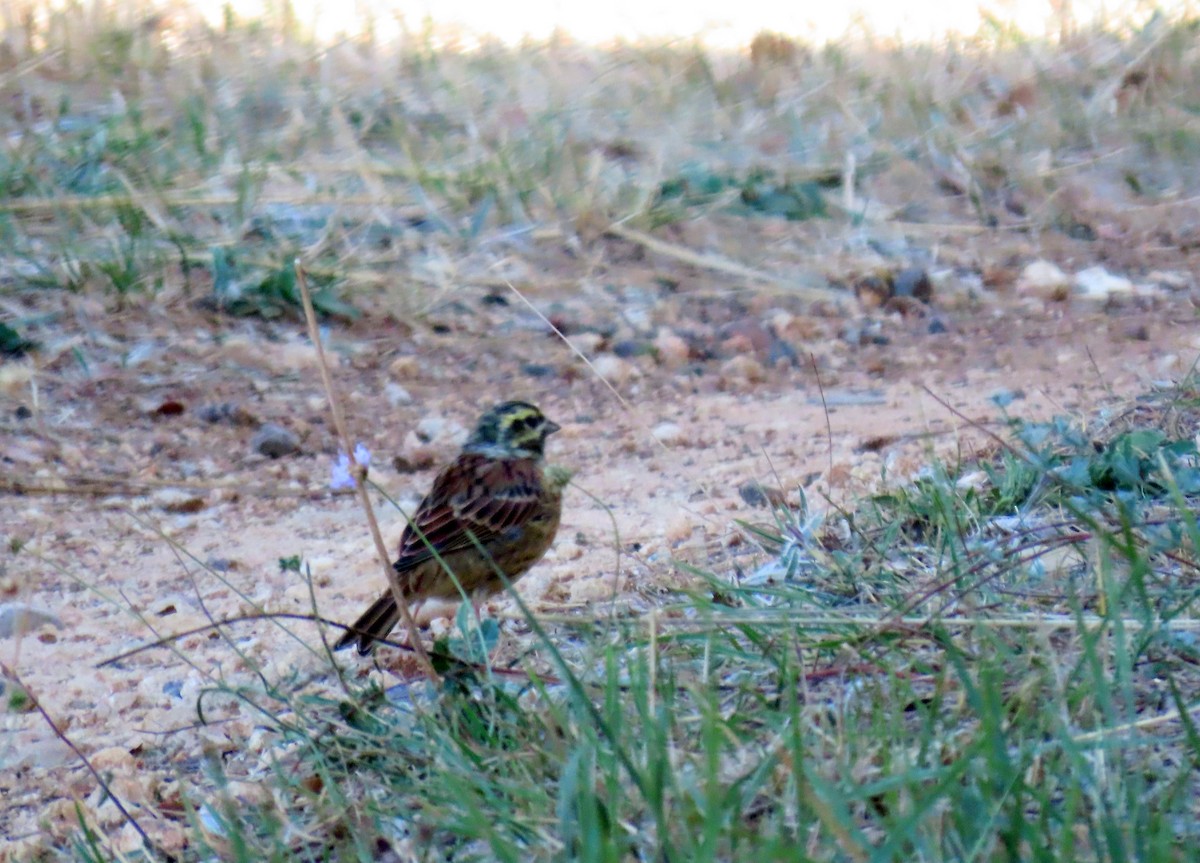 Cirl Bunting - Francisco Javier Calvo lesmes