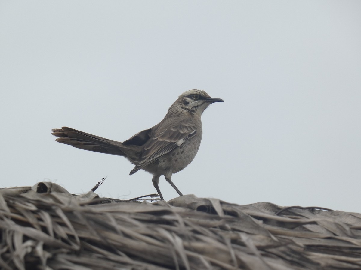 Long-tailed Mockingbird - ML623594990