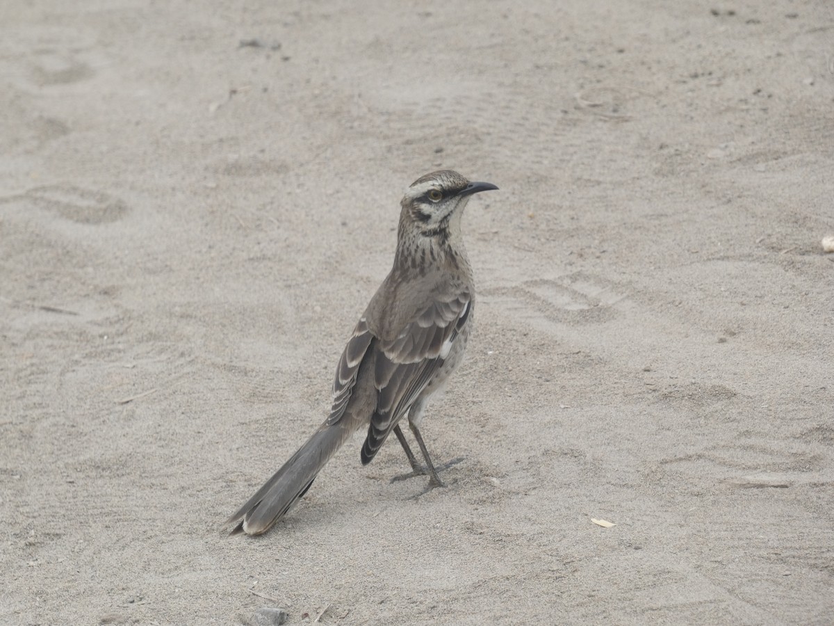 Long-tailed Mockingbird - ML623594993