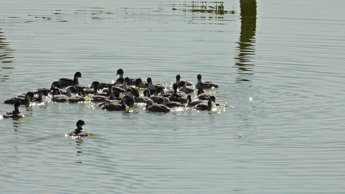 Silvery Grebe - ML623594997