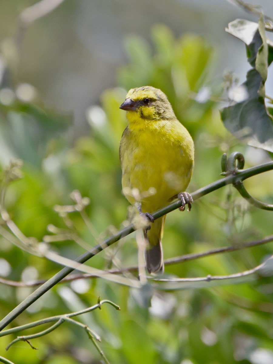 Yellow-fronted Canary - ML623595205