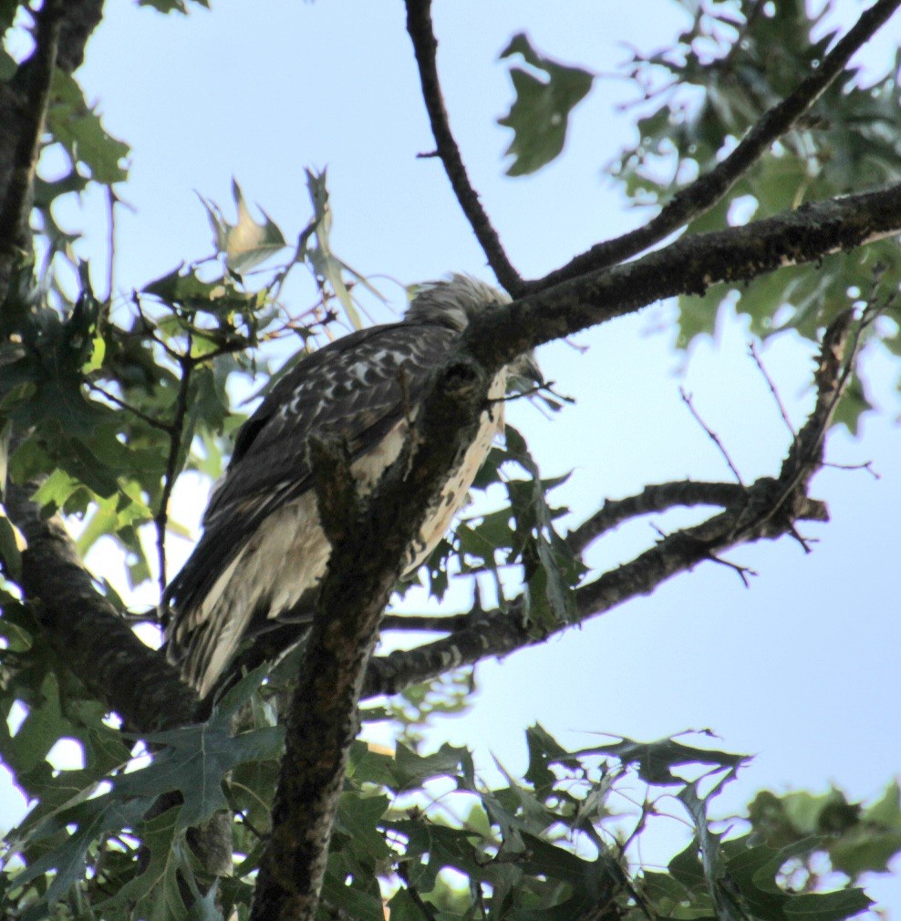 Red-shouldered Hawk (lineatus Group) - ML623595207