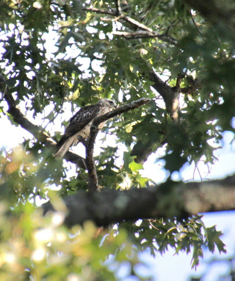 Red-shouldered Hawk (lineatus Group) - ML623595218