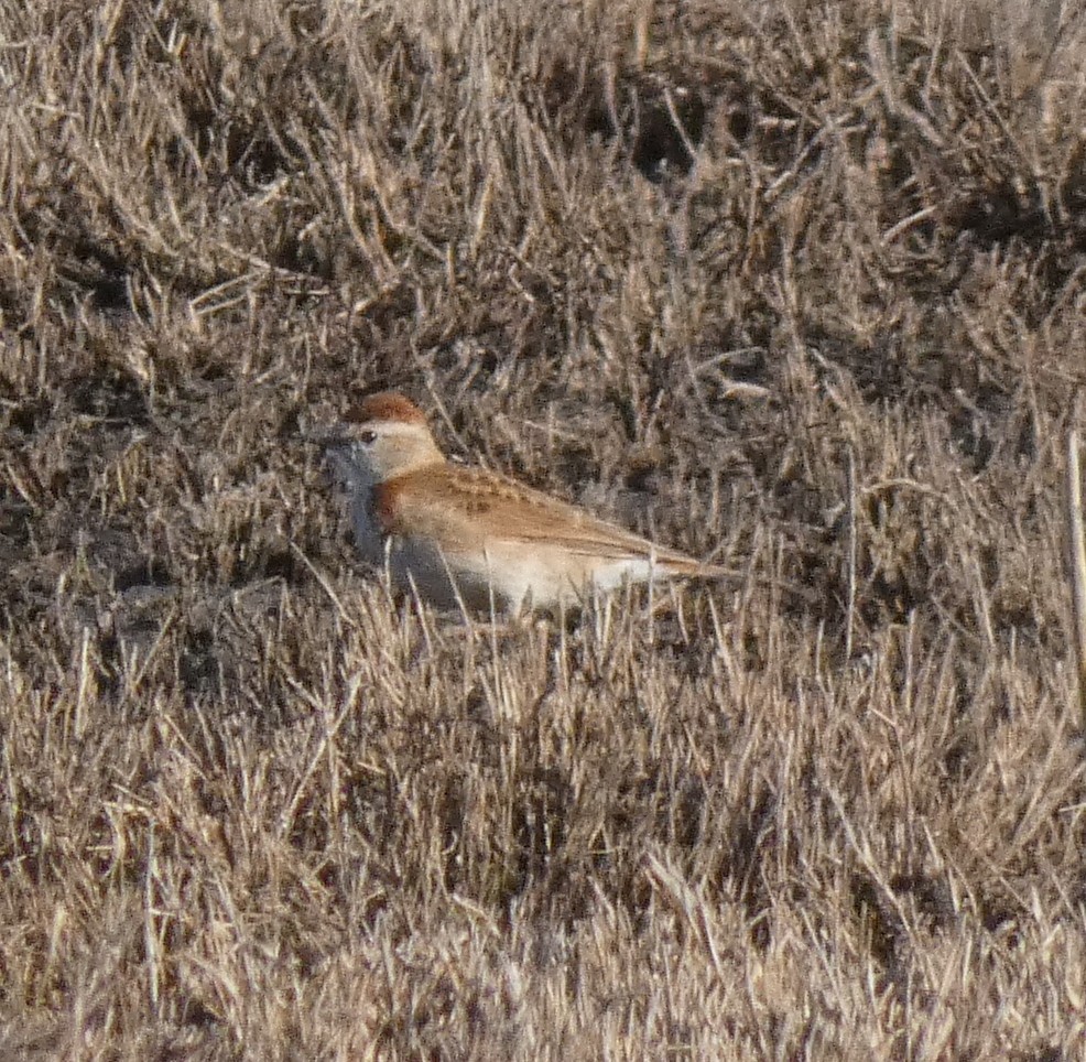 Red-capped Lark - ML623595229