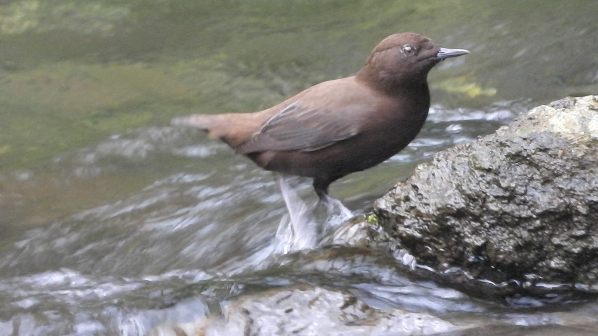 Brown Dipper - ML623595231