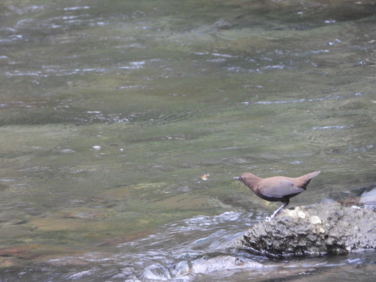 Brown Dipper - ML623595232