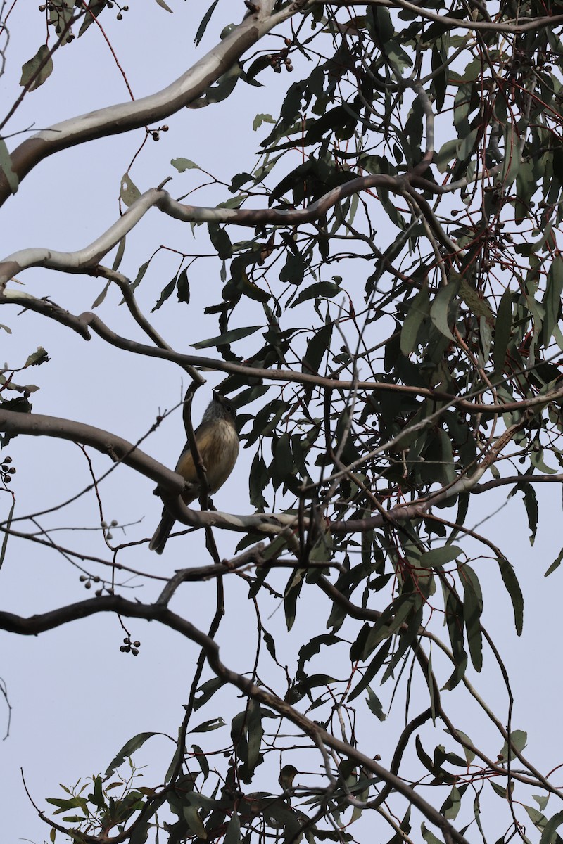 Striated Thornbill - ML623595281