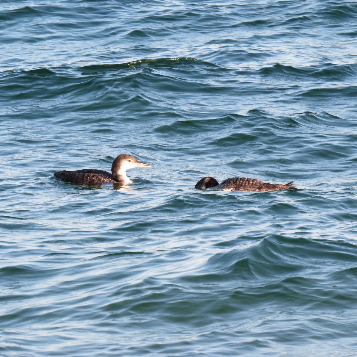 Common Loon - Tom Eck