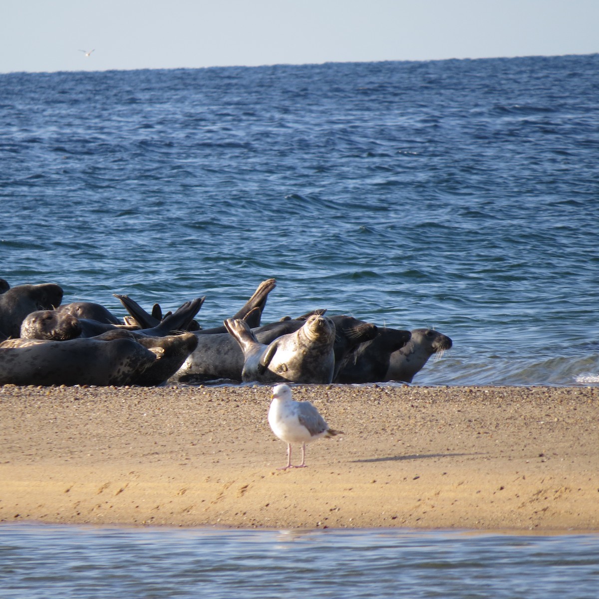 Gaviota Argéntea - ML623595310