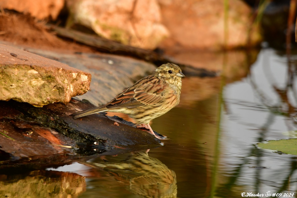 Hesi-berdantza - ML623595336