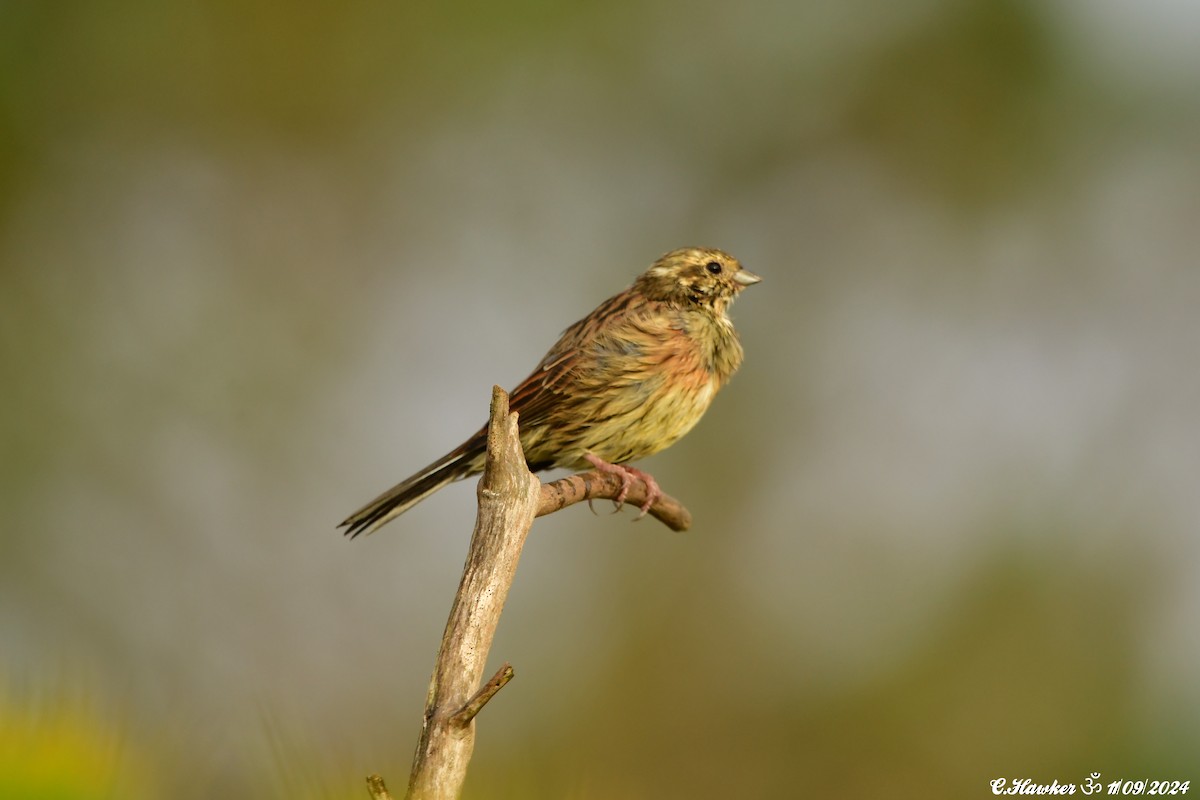 Hesi-berdantza - ML623595340