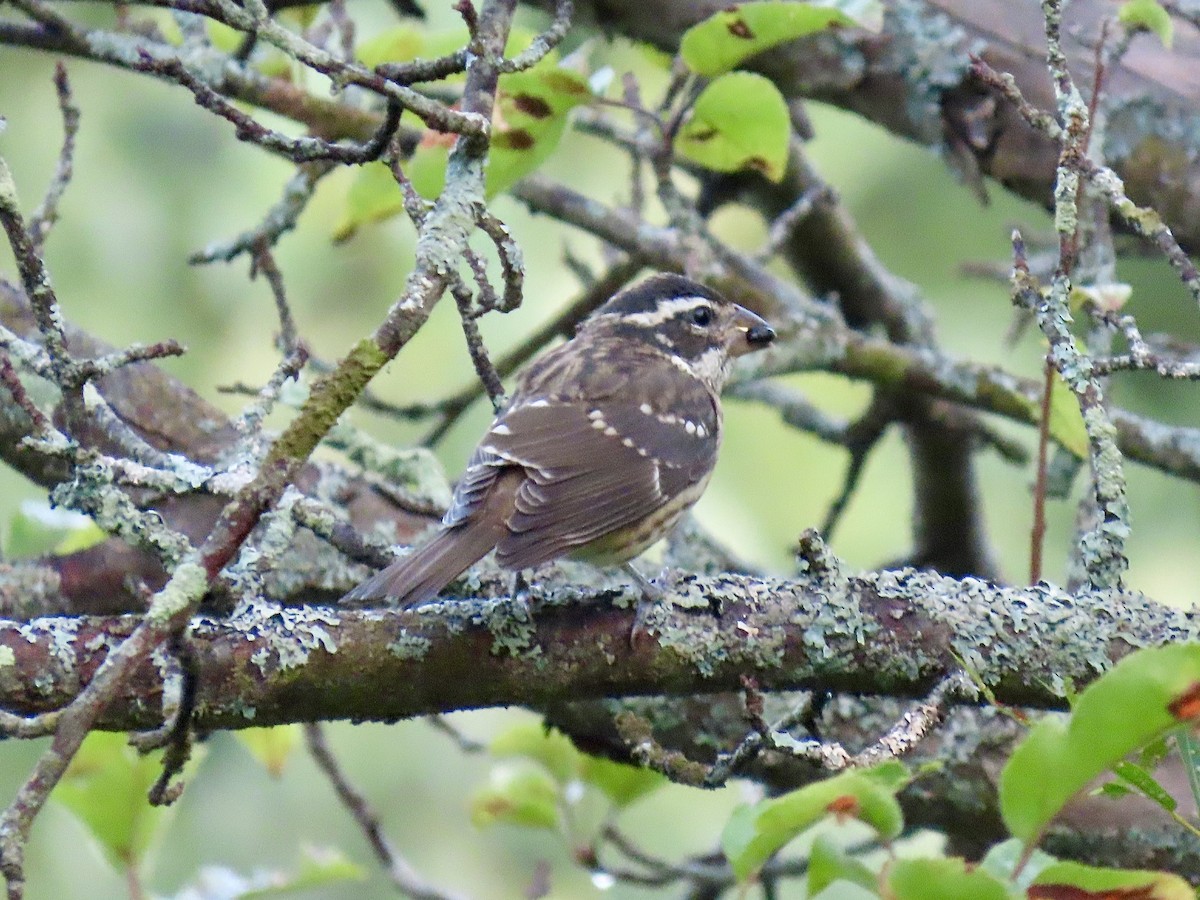 Rose-breasted Grosbeak - ML623595349