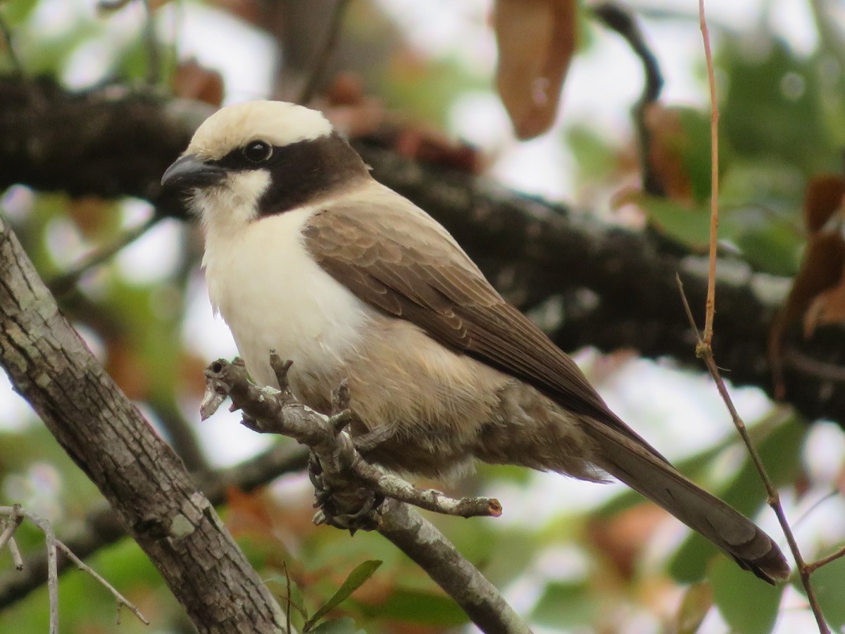 White-crowned Shrike - Stian van Werkhoven