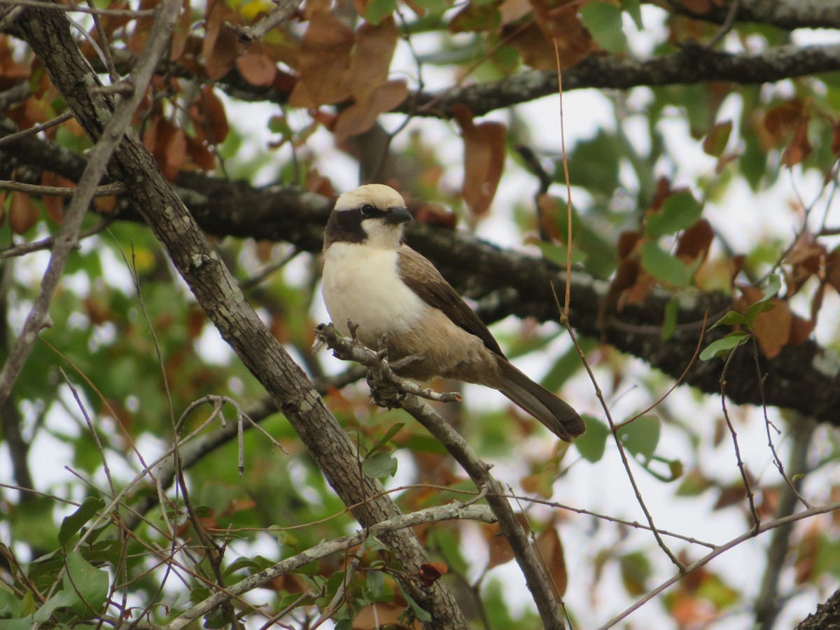 White-crowned Shrike - ML623595386