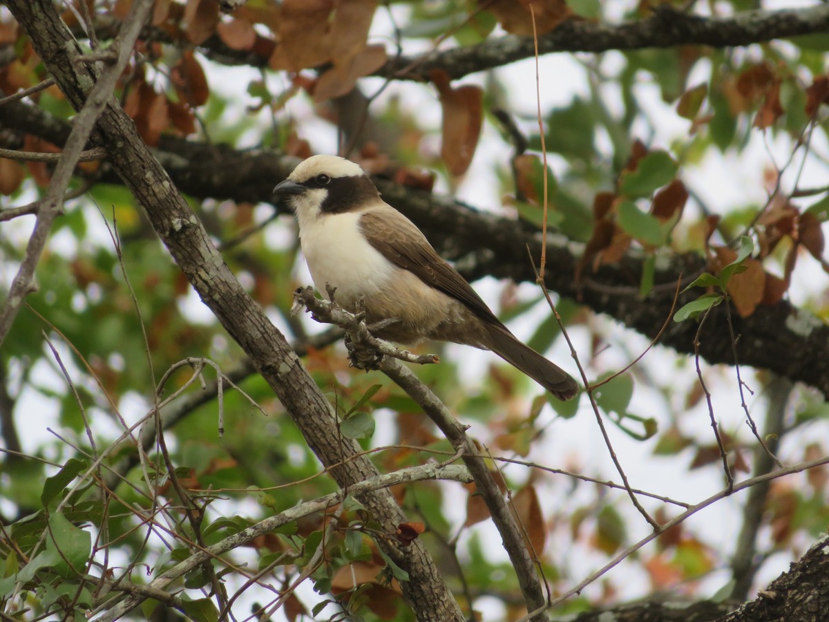 White-crowned Shrike - ML623595387