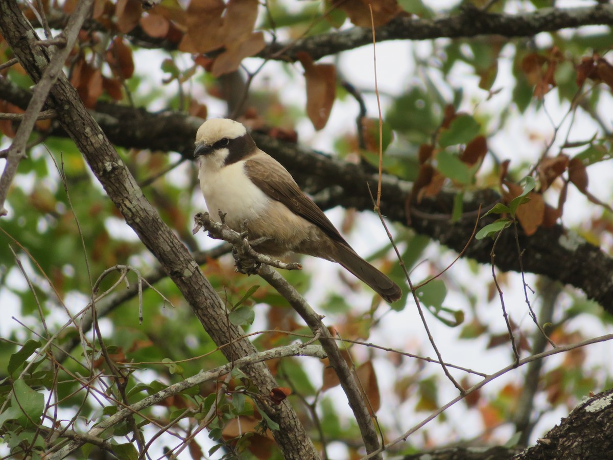 White-crowned Shrike - ML623595388