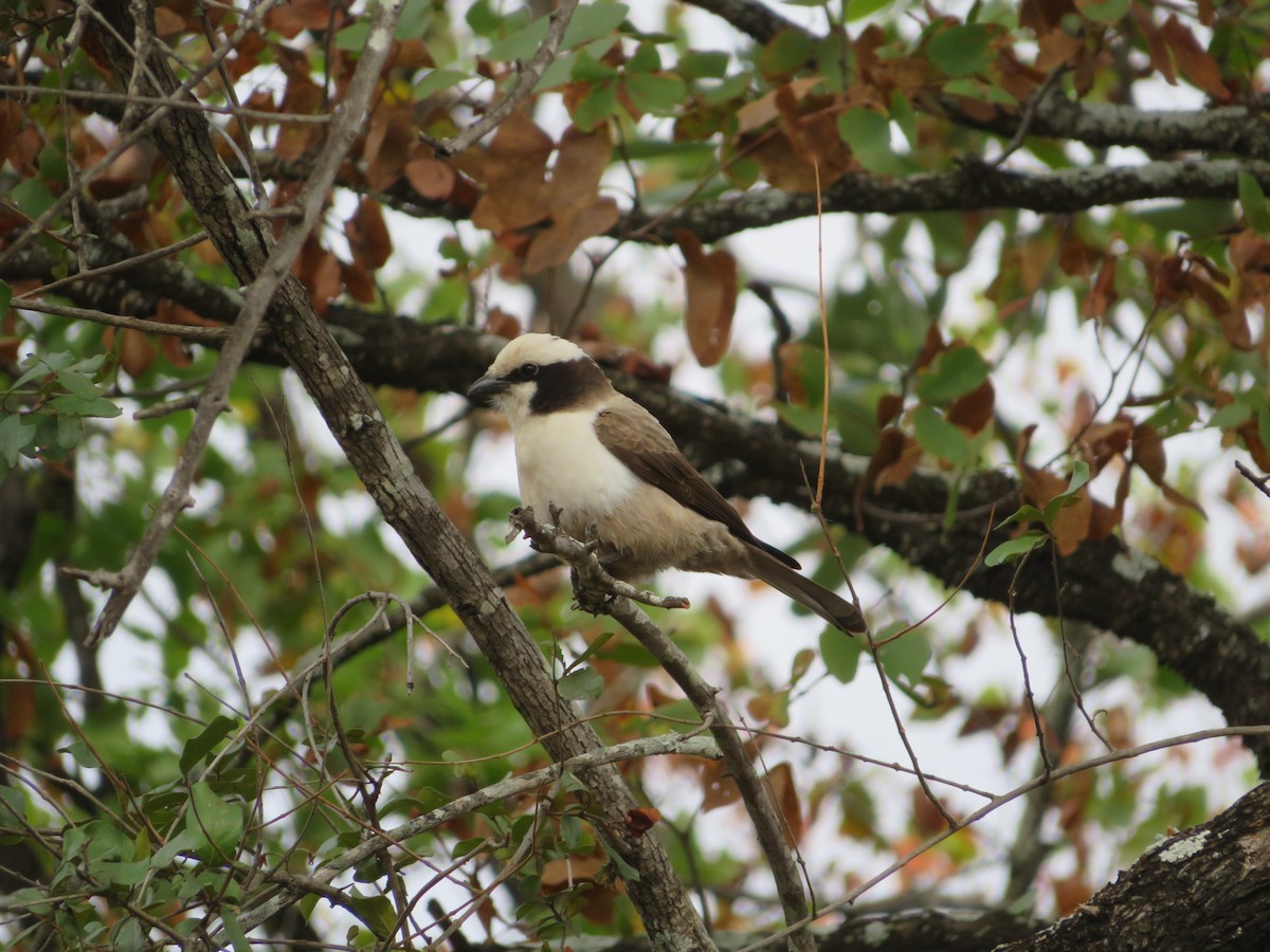 Eurocéphale à couronne blanche - ML623595390