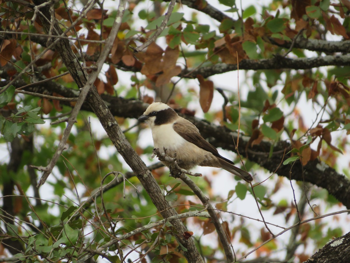 White-crowned Shrike - ML623595391