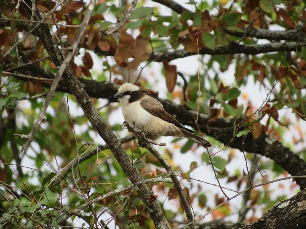 White-crowned Shrike - ML623595392