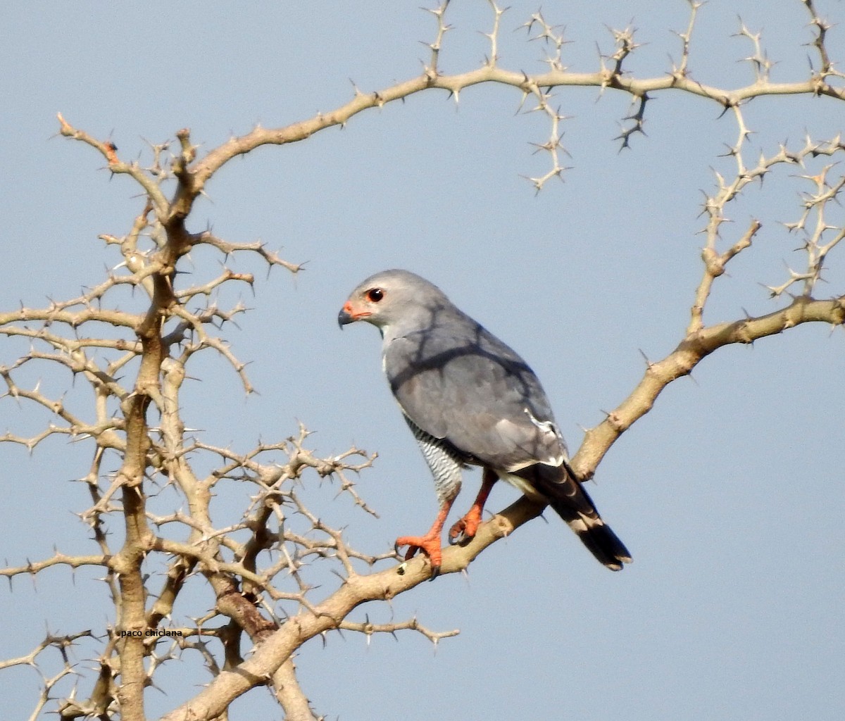 Lizard Buzzard - ML623595400