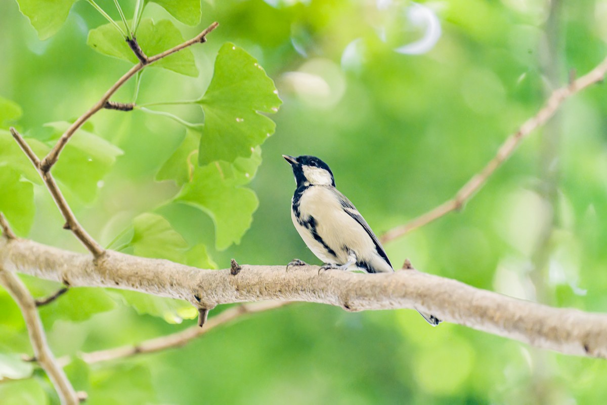 Japanese Tit (Japanese) - ML623595421