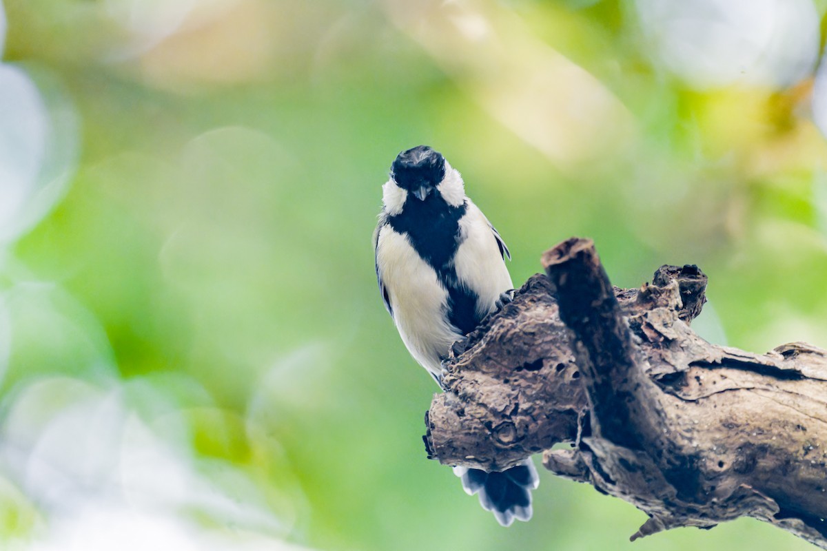 Japanese Tit (Japanese) - ML623595422