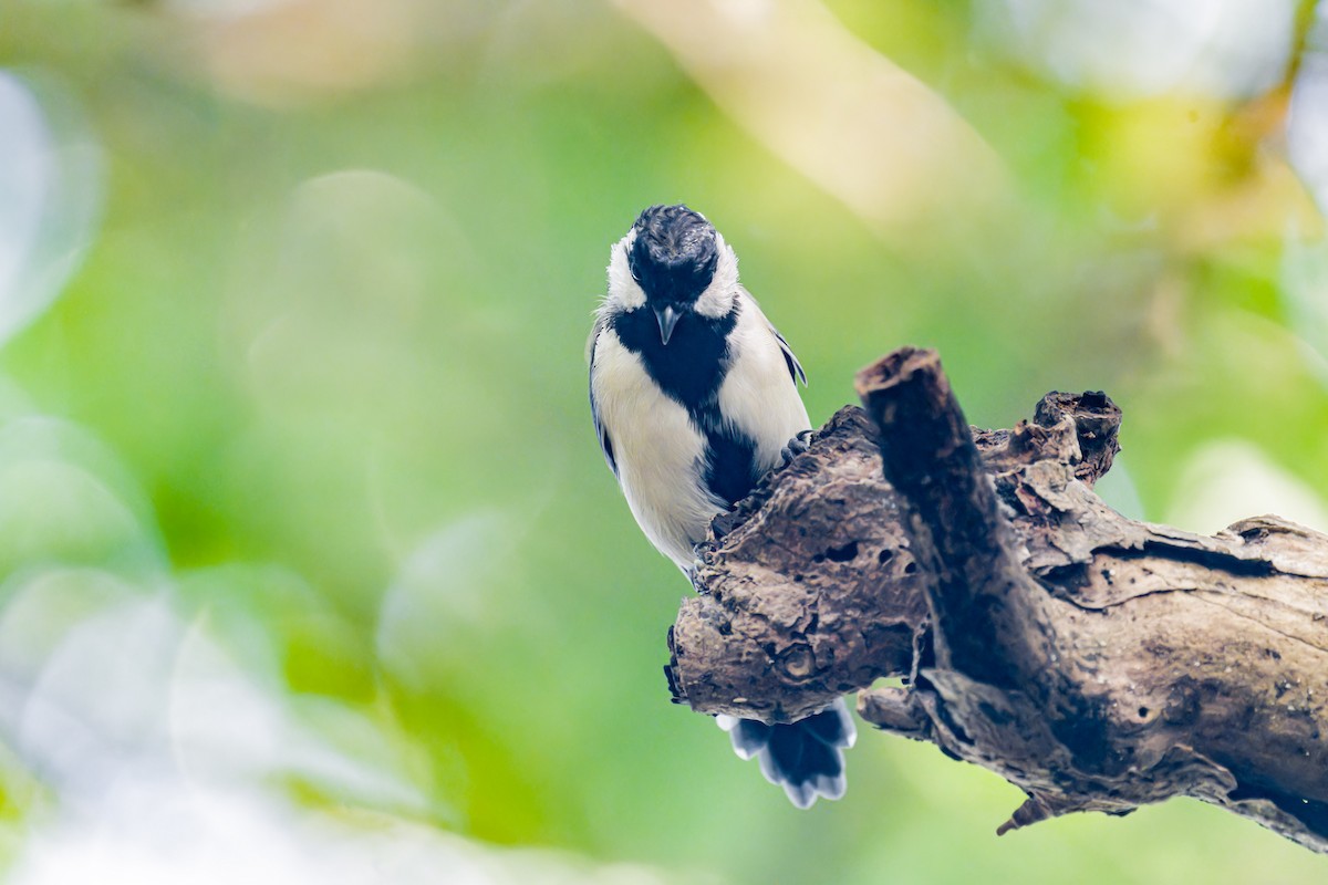 Japanese Tit (Japanese) - ML623595424