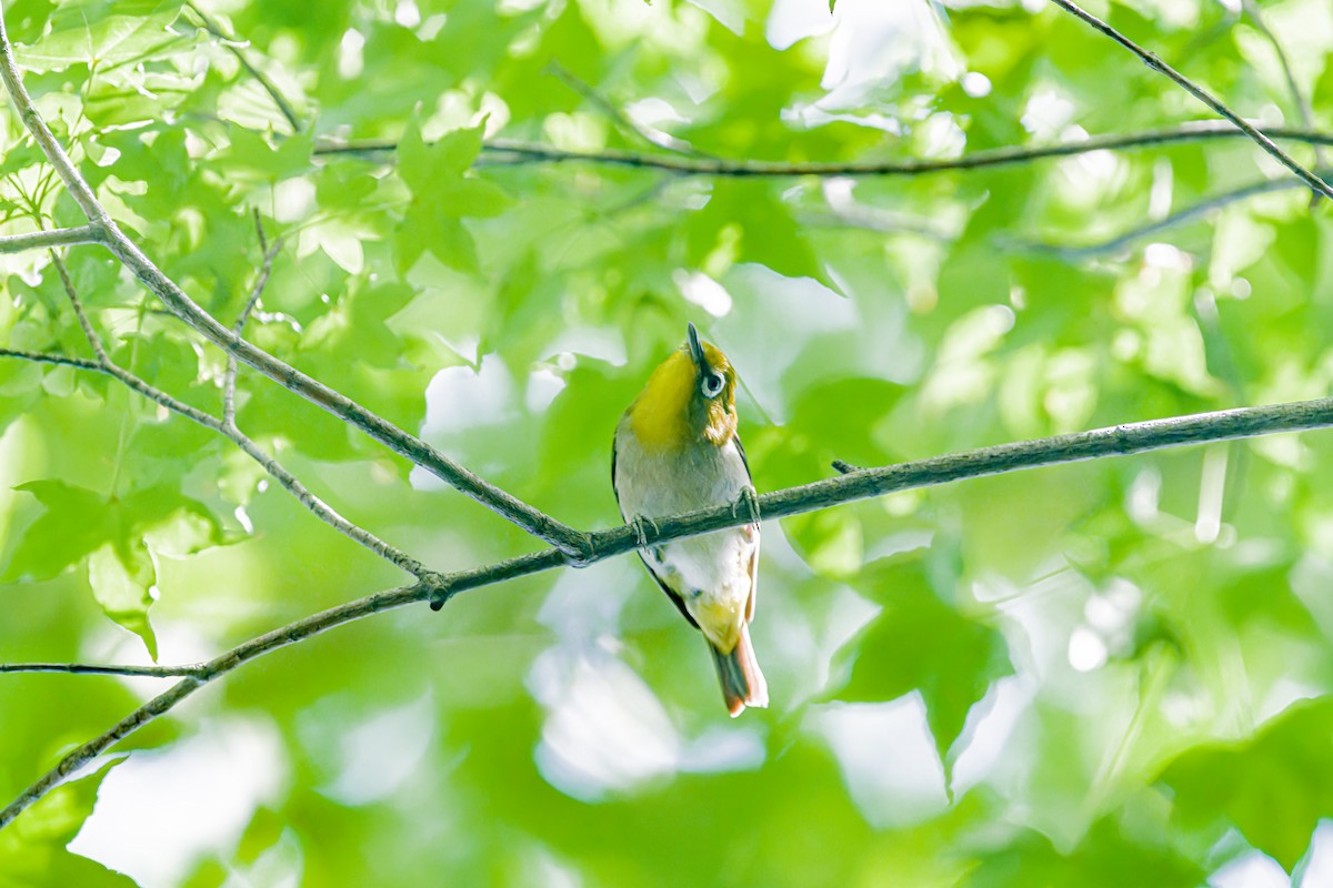 Warbling White-eye - ML623595427