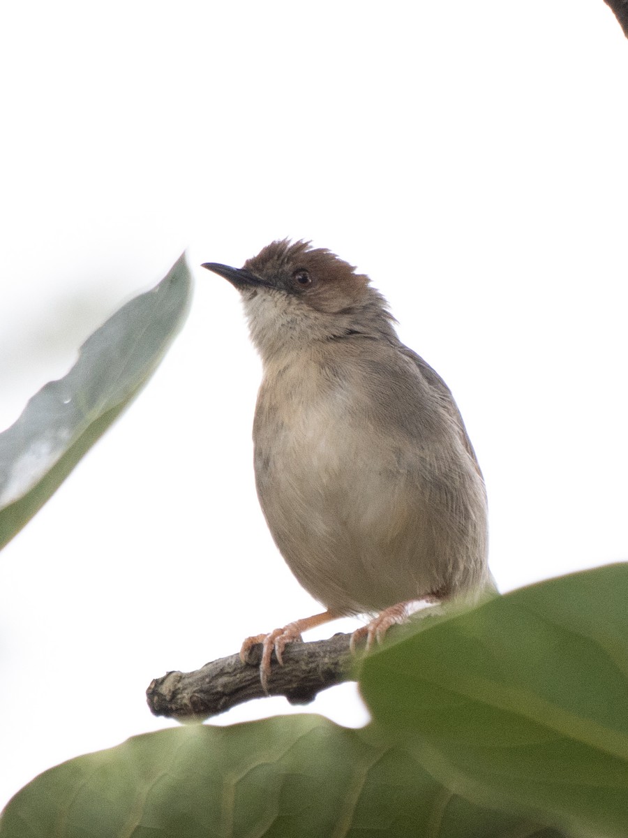 Red-faced Cisticola - ML623595439