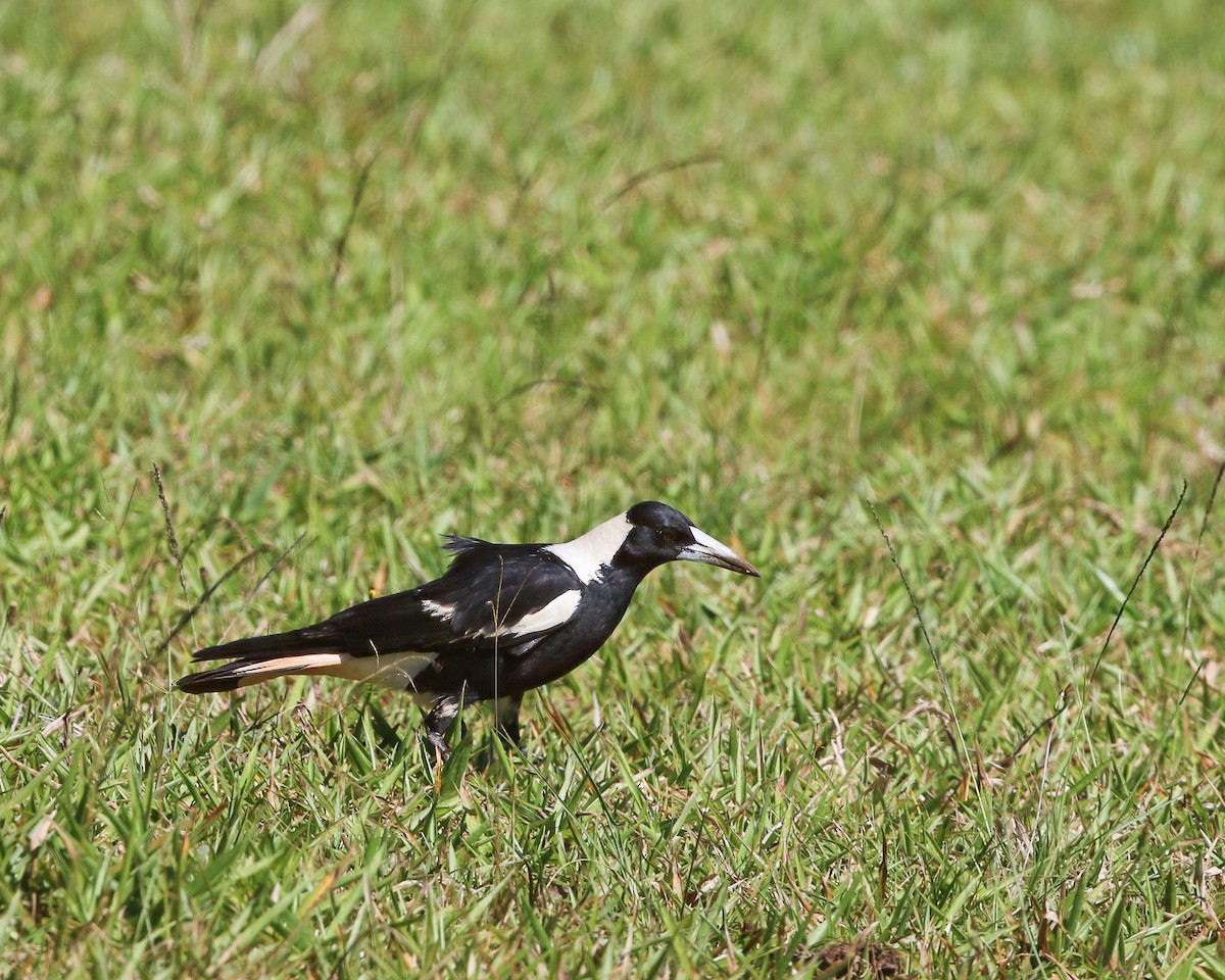 Verdugo Flautista - ML623595494