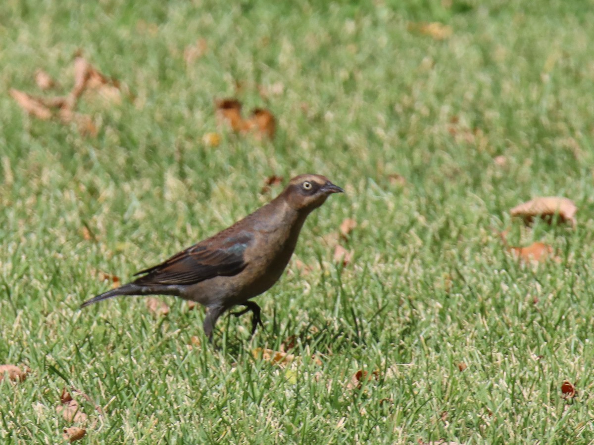 Rusty Blackbird - ML623595507