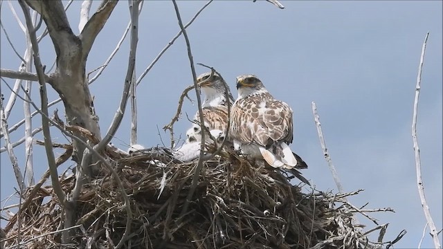 Ferruginous Hawk - ML623595546