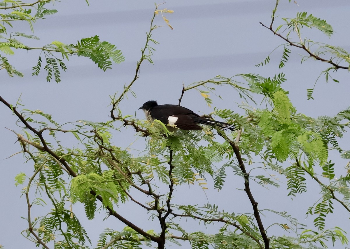 Pied Cuckoo - ML623595563