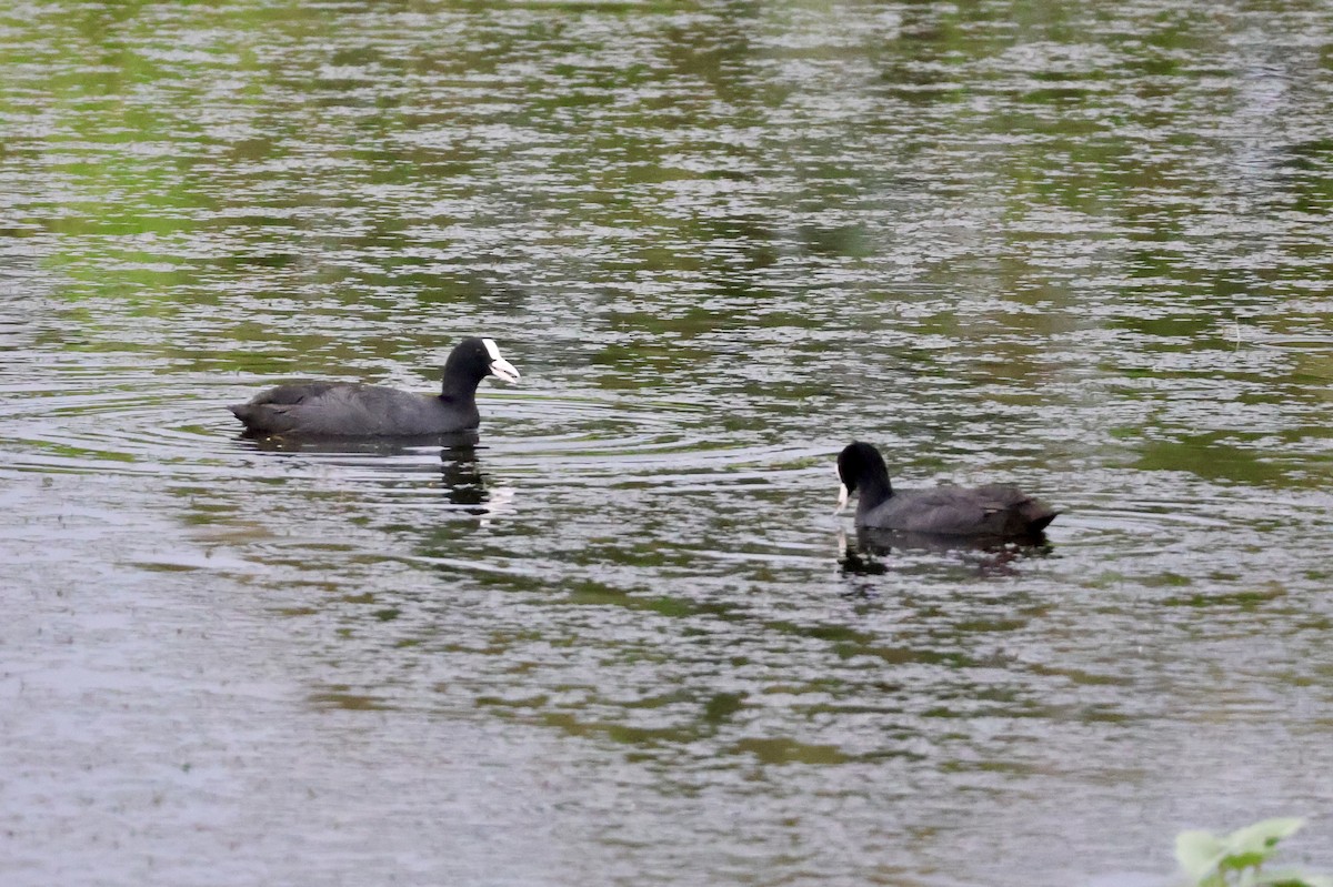 Eurasian Coot - Samarth Desai