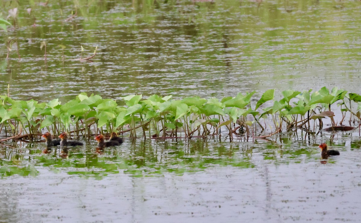 Eurasian Coot - ML623595603