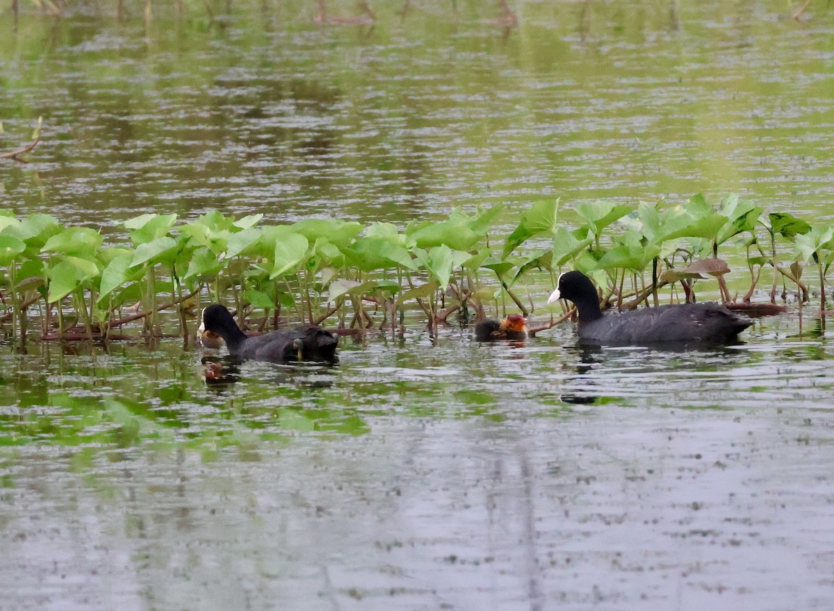 Eurasian Coot - ML623595605