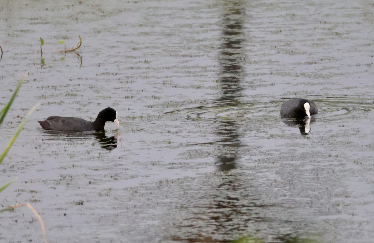 Eurasian Coot - ML623595606