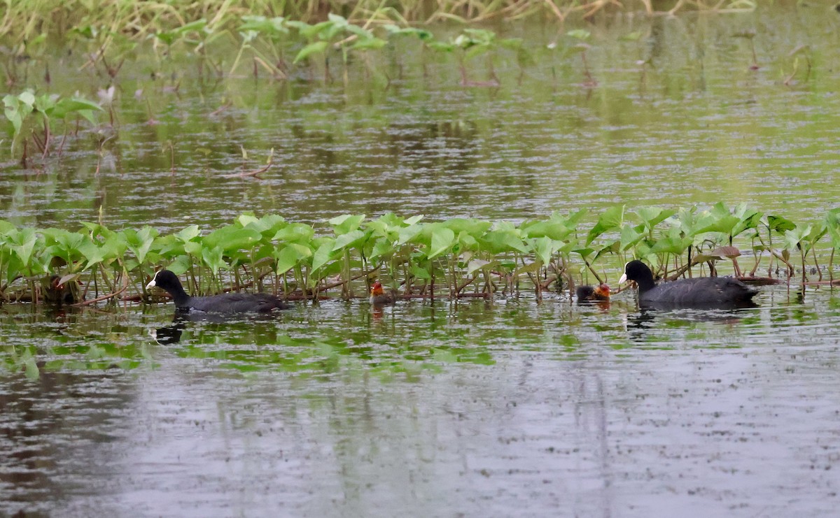 Eurasian Coot - ML623595607