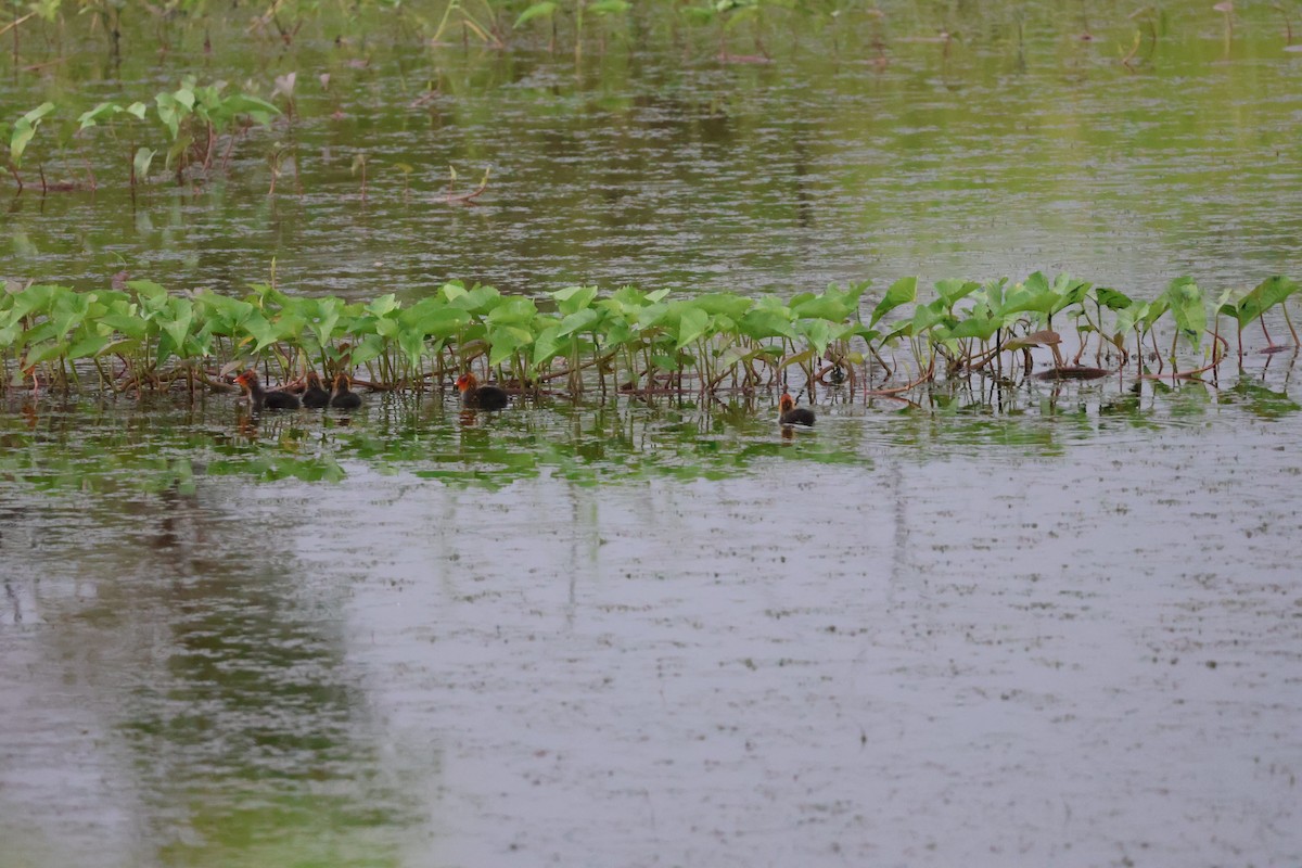 Eurasian Coot - ML623595608