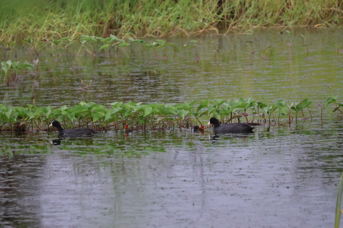 Eurasian Coot - ML623595609